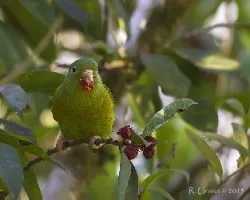 Brotogeris jugularis