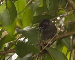 Pselliophorus tibialis