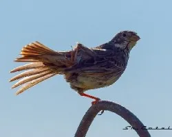 Emberiza calandra