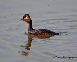Zampullín cuellinegro (podiceps nigricollis)