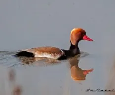 Pato colorado o branta roja (netta rufina)