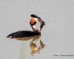Somormujo lavanco (podiceps cristatus)