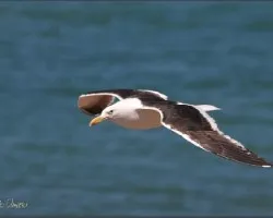 Larus dominicanus
