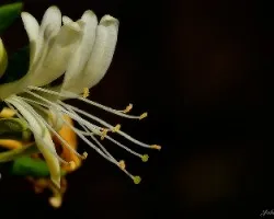 Lonicera japónica