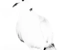 Tórtola en clave alta