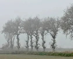 Entre la niebla