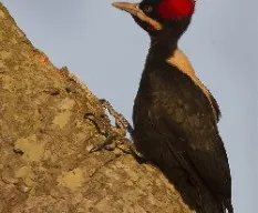 Campephilus leucopogon