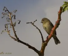 Sporophila caerulescens