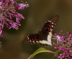 Anetia thirza insignis (Salvin, 1869)