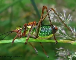 Barbitistes serricauda(tettigoniidae)
