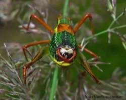 Barbitistes serricauda(tettigoniidae)
