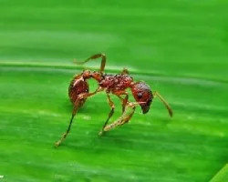 Myrmica rubra