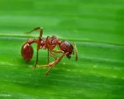 Myrmica rubra