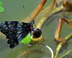 Pequeña mariposa