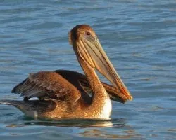 Pelecanus occidentalis