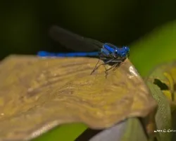 Enallagma cyathigerum