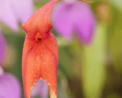 Orquideas