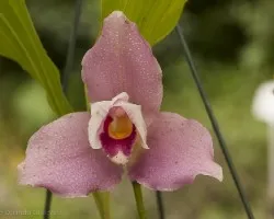 Orquideas