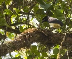 Cyanocorax affinis