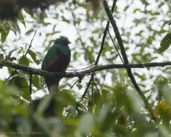 Pharomachrus mocinno