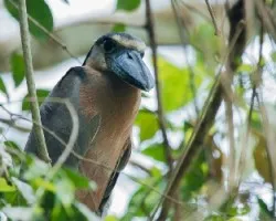 Cochlearius cochlearius