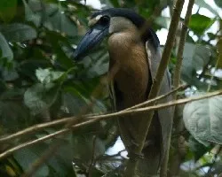 Cochlearius cochlearius