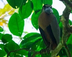 Cochlearius cochlearius