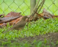 Turdus grayi