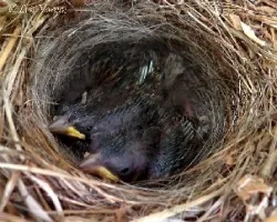 Zonotrichia capensis