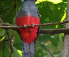 Trogon massena