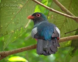 Trogon massena