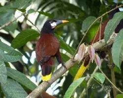 Psarocolius montezuma