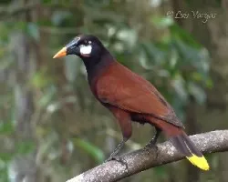 Psarocolius montezuma