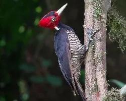 Campephilus guatemalensis