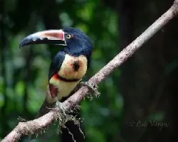 Pteroglossus torquatus