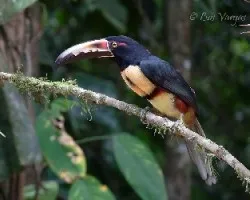 Pteroglossus torquatus