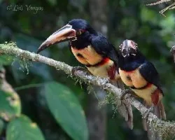 Pteroglossus torquatus