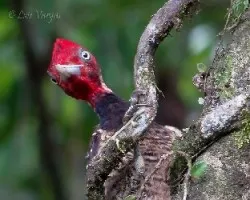 Campephilus guatemalensis