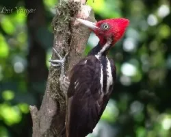 Campephilus guatemalensis