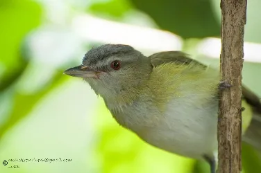 Vireo flavoviridis