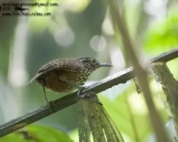 Cantorchilus thoracicus