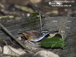 Henicorhina leucosticta