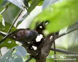 Cantorchilus thoracicus