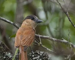 Pachyramphus aglaiae