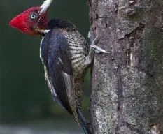 Campephilus guatemalensis