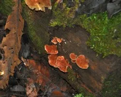 Hongos de los cusingos