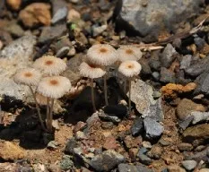 Hongos camino a la mina