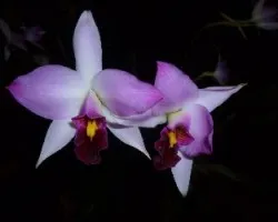 Laelia anceps ssp. dawsonii f. chilapensis
