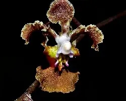 Lophiaris sp.aff tapiae