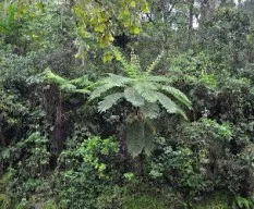 Helechos arborescentes en el bosque mesófilo de montaña